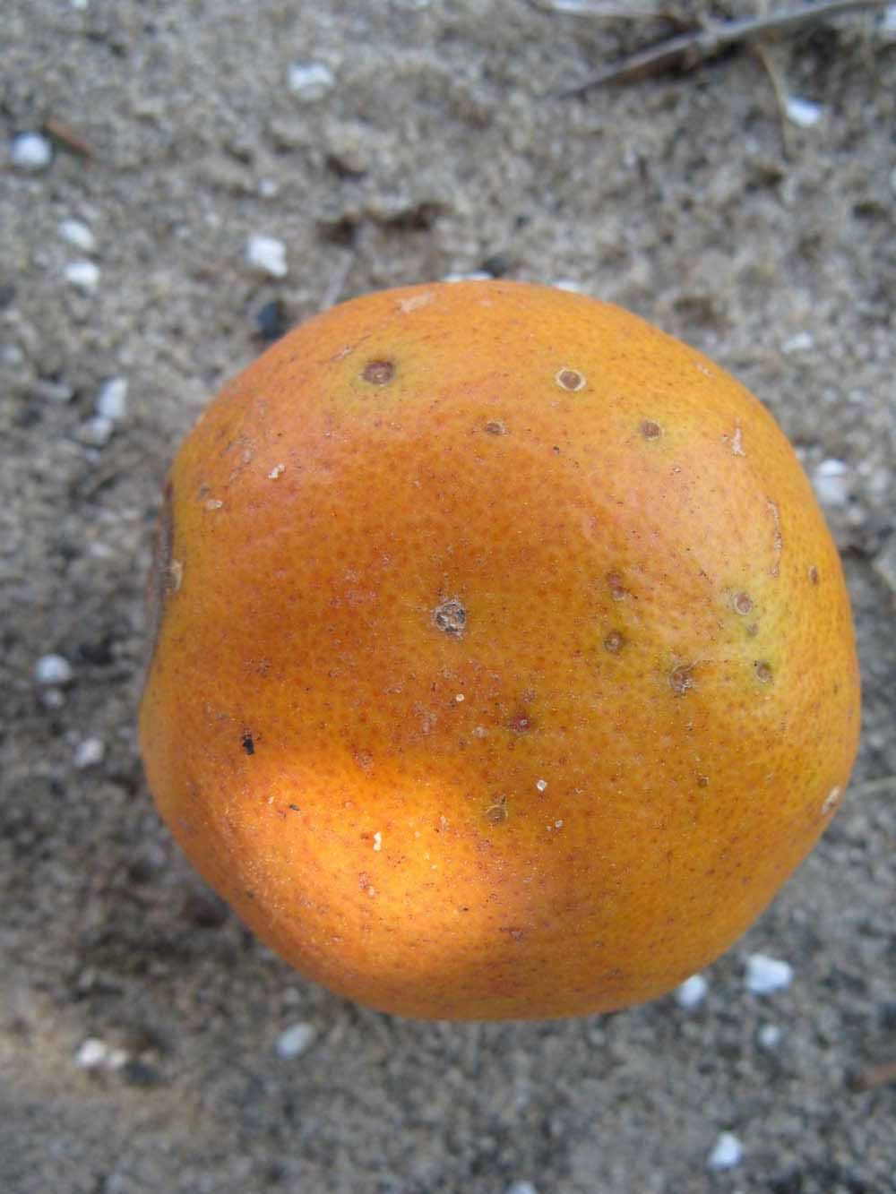              Fruit (Winter Haven, FL)       